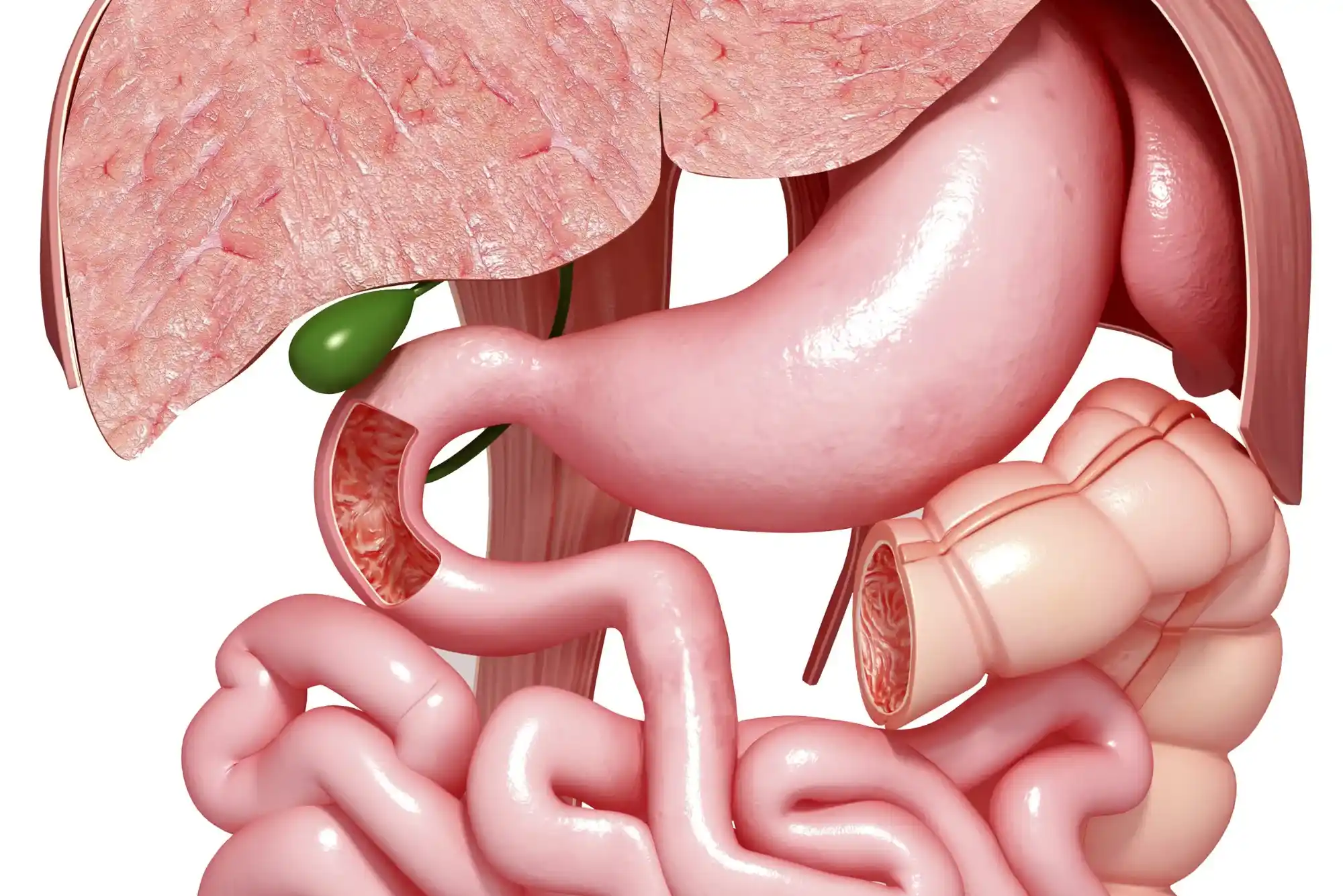 Digestive Health Managing Common Issues