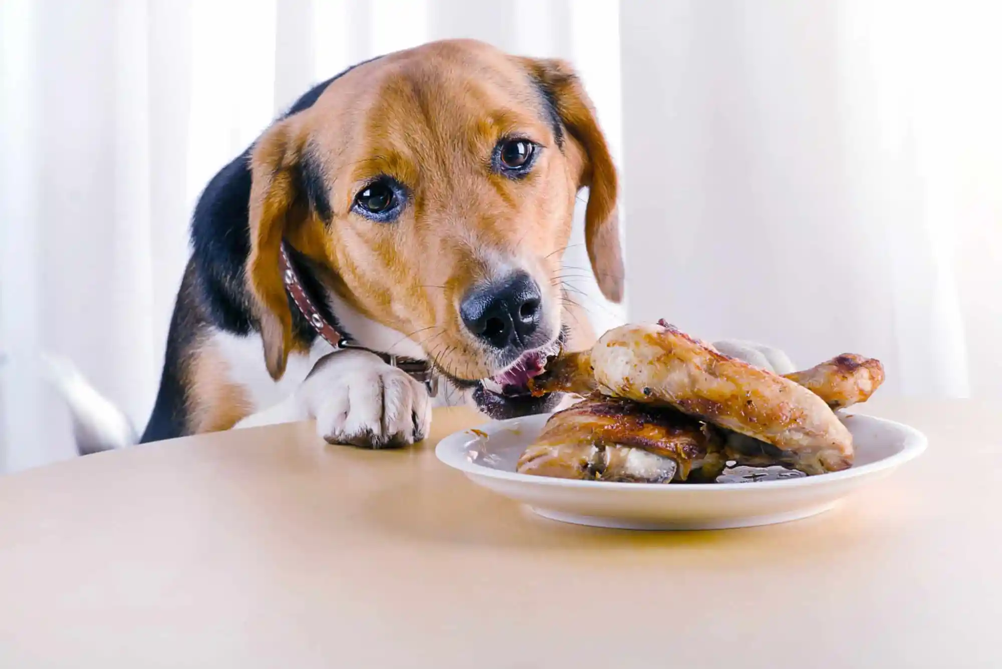 Canine Pancreatitis Emergency Symptoms: High-Fat Food Dangers and Low-Fat Recovery Diet Canine Pancreatitis Emergency Symptoms: High-Fat Food Dangers and Low-Fat Recovery Diet
