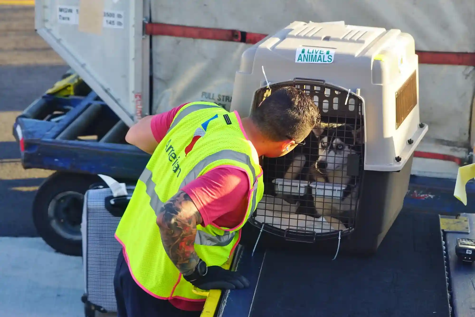 Flying With Dogs as Checked Baggage or Cargo: Temperature Embargoes and Crate Specs