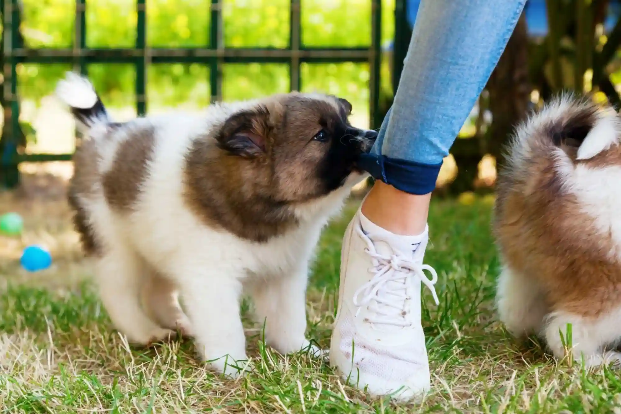 How to Stop a Puppy from Biting Ankles and Pant Legs During Walks
